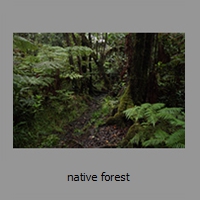 native forest